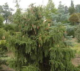 Ялина звичайна (Picea abies) Acrocona, 50+, c4