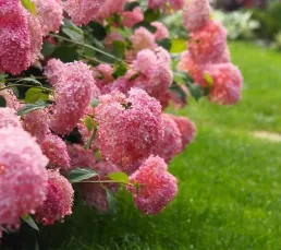 Гортензія деревовидна (Hydrangea paniculata) Pink Аnnabelle