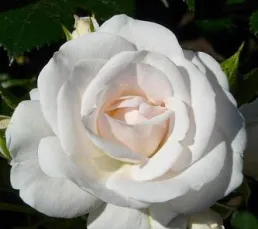 Троянда фл. Аспірин роз, c3