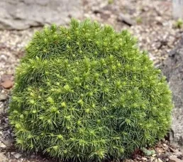 Ялина канадська (Picea glauca) Alberta Globe, 30-40, c4-с5