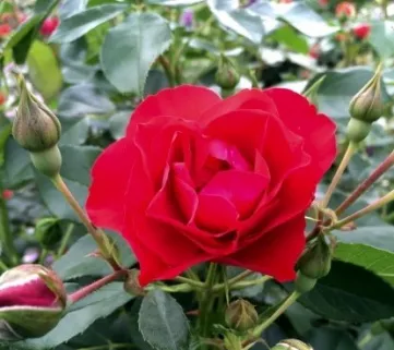 Роза ‘Black Forest Rose’ (Блек Форест Роуз)