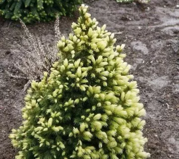 Ялина канадська Коніка Майголд (Picea glauca Conica Maigold)