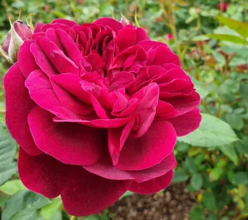 Троянда шраби Дарсі Басселл