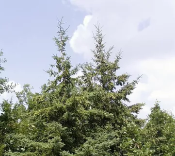 Ялина канадська (Picea glauca)