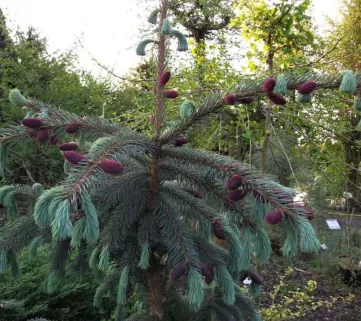Ялина Енгельмана Первана (Picea engelmannii Pervana)