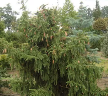 Ялина звичайна Акрокона (Picea abies Acrocona)