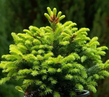 Picea abies (Ялина звичайна) Compacta, 50+, c7.5