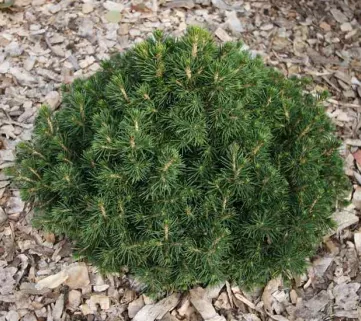 Ялина звичайна Томпа (Picea abiesTompa)