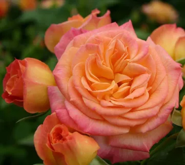 Роза ‘Gartenspass’ (Гартенспасс)