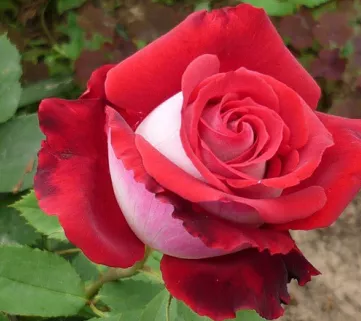 Роза ‘Heimatmelodie’ (Хайметмелоди)
