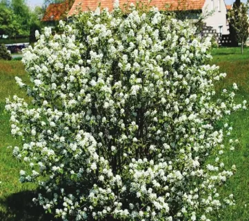 Ірга колосиста (Amelanchier spicata), 110-120, c10