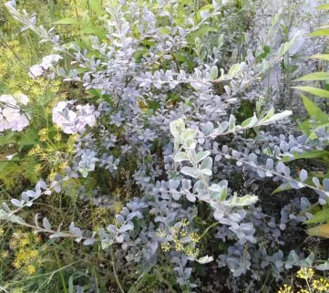 Верба повзуча (Salix repens) Argenteа