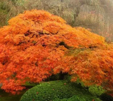 Клен пальмолистий (Acer palmatum) Orange Dream