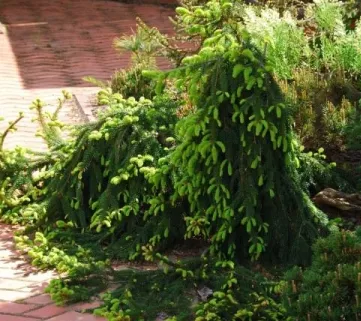 Ялина звичайна Лорелей (Picea abies Loreley)