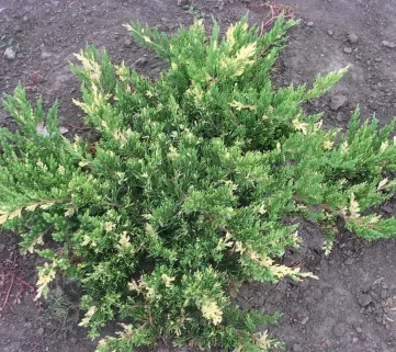 Ялівець горизонтальний (Juniperus horizontalis) Variegata, 5-10, c2-3