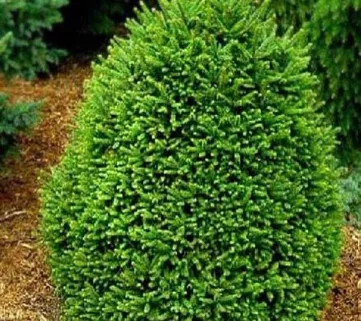 Ялина звичайна Олендорфі (Picea abies Ohlendorffi)
