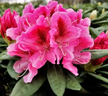 Рододендрон (Rhododendron) Cosmopolitan