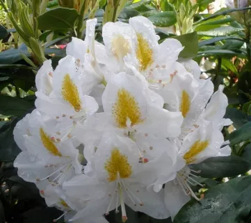 Рододендрон (Rhododendron) Madame Masson