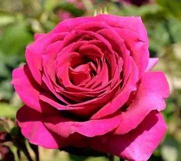 Роза ‘Big Purple’ (Биг Перпл)