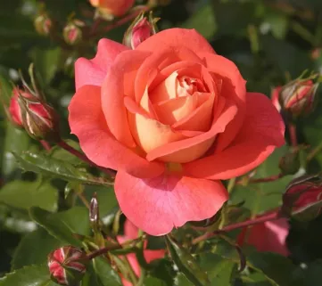 Роза ‘Sommersonne’ (Саммерсон)