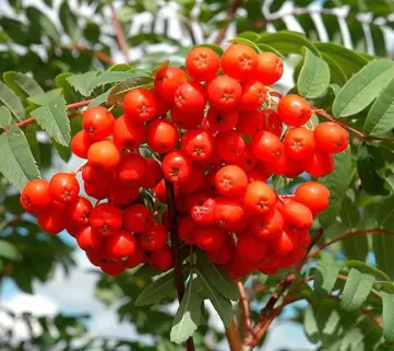 Горобина звичайна (Sorbus aucuparia)