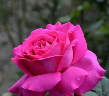 Роза ‘Chartreuse de Parme’ (Шартрез де Парм)