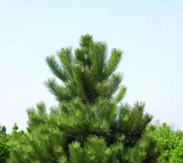 Сосна чорна Австрійська (Pinus nigra Austriaca)
