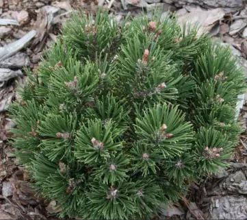 Сосна гірська Офенпасс (Pinus mugo Ofenpass)