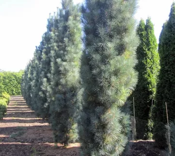 Сосна веймутова Стов Пілар (Pinus strobus Stowe Pillar’)
