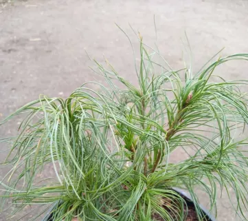 Сосна веймутова Тіні Курлс (Pinus strobus Tiny Kurls)