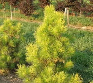 Сосна Тумберга Огон (Pinus thunbergi Ogon)