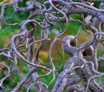Ліщина звичайна (Corylus avellana) contorta