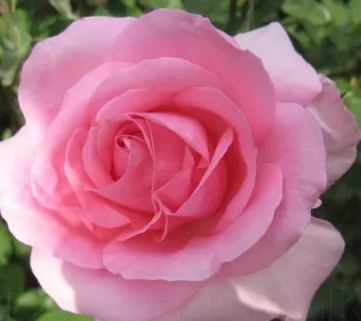 Троянда ч-г Жарден де Вілландрі