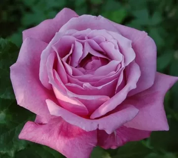 Троянда Блю Парфум