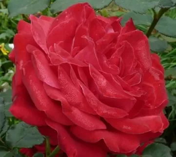 троянда Дам де Кер