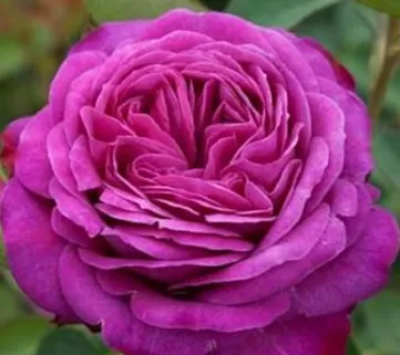 троянда Гете