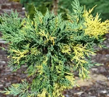 Ялівець середній (Juniperus pfitzeriana) Bluе and Gold, 80-100, c20