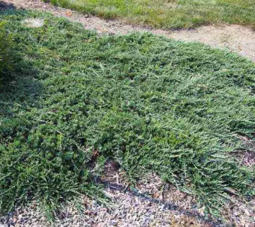 Ялівець горизонтальний (Juniperus horizontalis) Wiltonii, 50-60, c5
