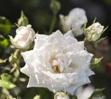 Троянда Дрифт Вайт
