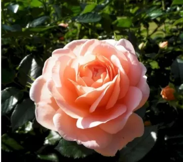 Троянда Гейша