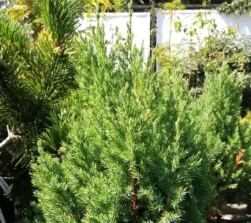 Ялівець китайський (Juniperus chinensis) Stricta, 50-60, c10