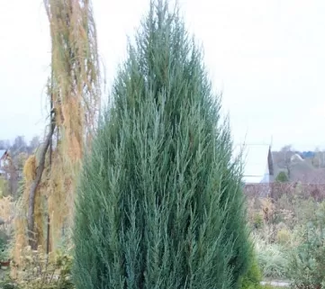 Ялівець скельний (Juniperus scopulorum) Skyrocket, 100+, c7.5