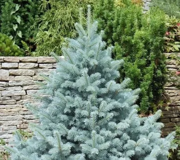 Ялина колюча (Picea pungens) Majestik Blue, 50-70, c3
