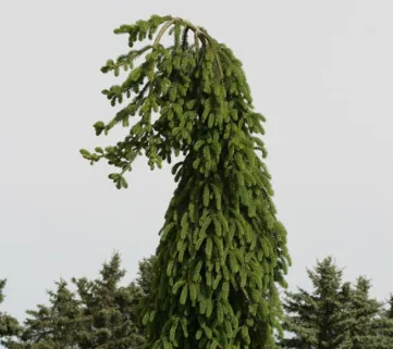 Ялина звичайна (Picea abies) Frohburg, 100+, c5