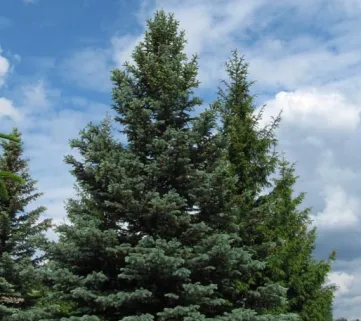 Ялина колюча (Picea pungens) f.glauca, 180, ком