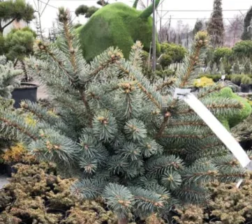 Ялина колюча (Picea pungens) Glauca Globosa, 50+, c10