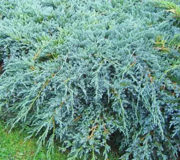 Ялівець лускатий (Juniperus sguamata) Blue Carpet, 40-60, c3