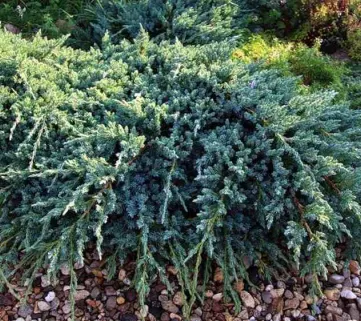 Ялівець лускатий (Juniperus sguamata) Holger, 40-50, c7.5