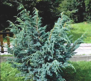 Ялівець лускатий Мейері (Juniperus sguamata Meyeri), 30-50, c5