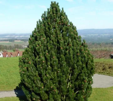Сосна білокора Компакт Джем (Pinus leucodermis Compact gem)